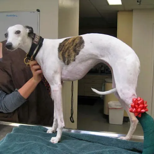Injured dog at the vet Injured dog at the vet