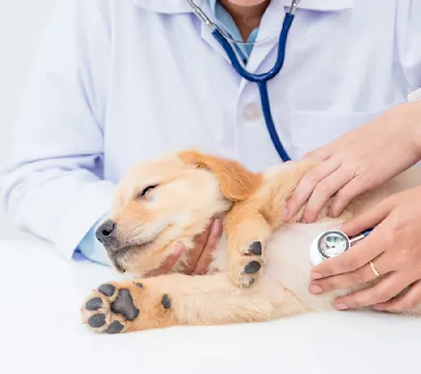 Puppy on examination table being examined with stethoscope