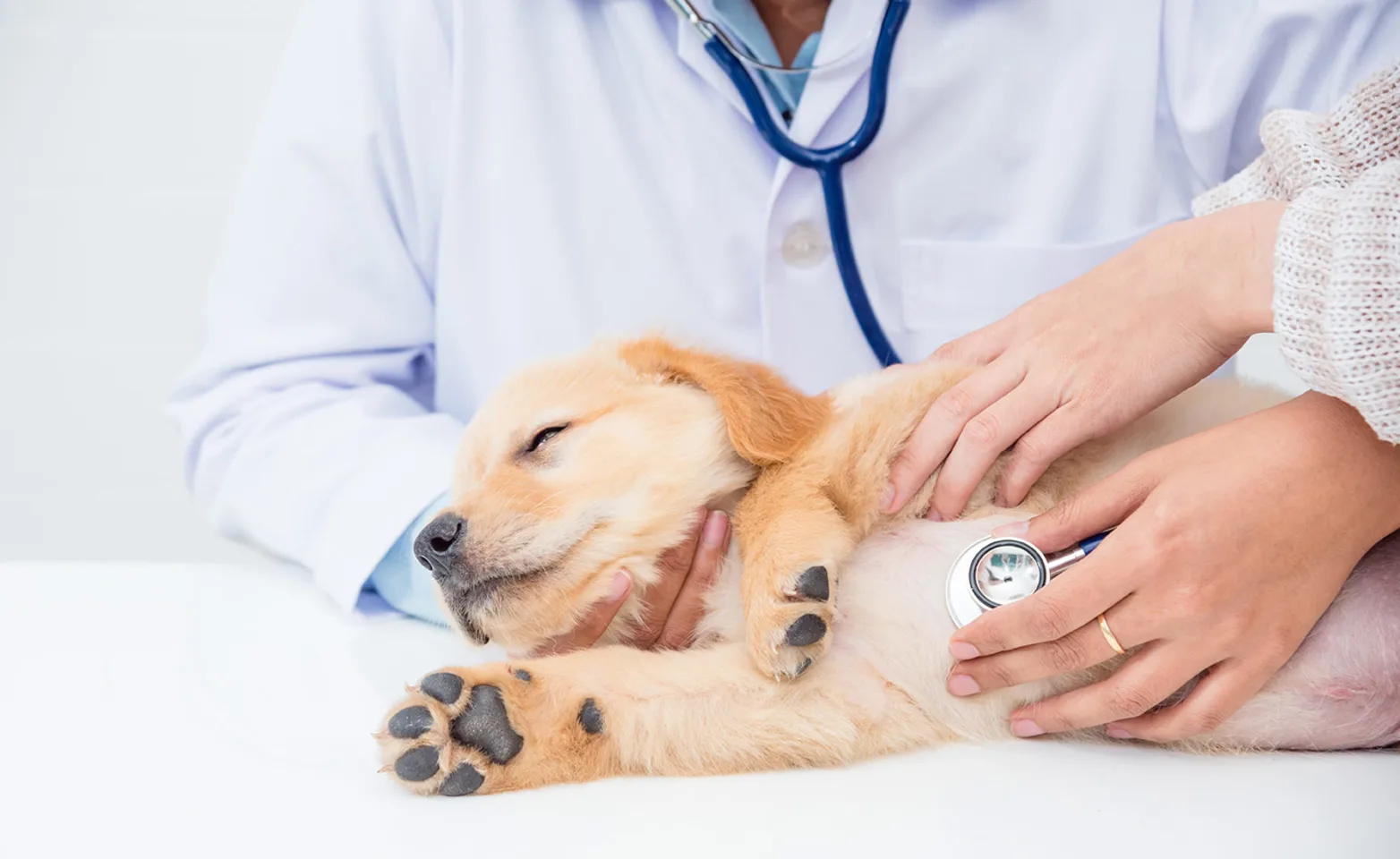 Puppy on examination table being examined with stethoscope