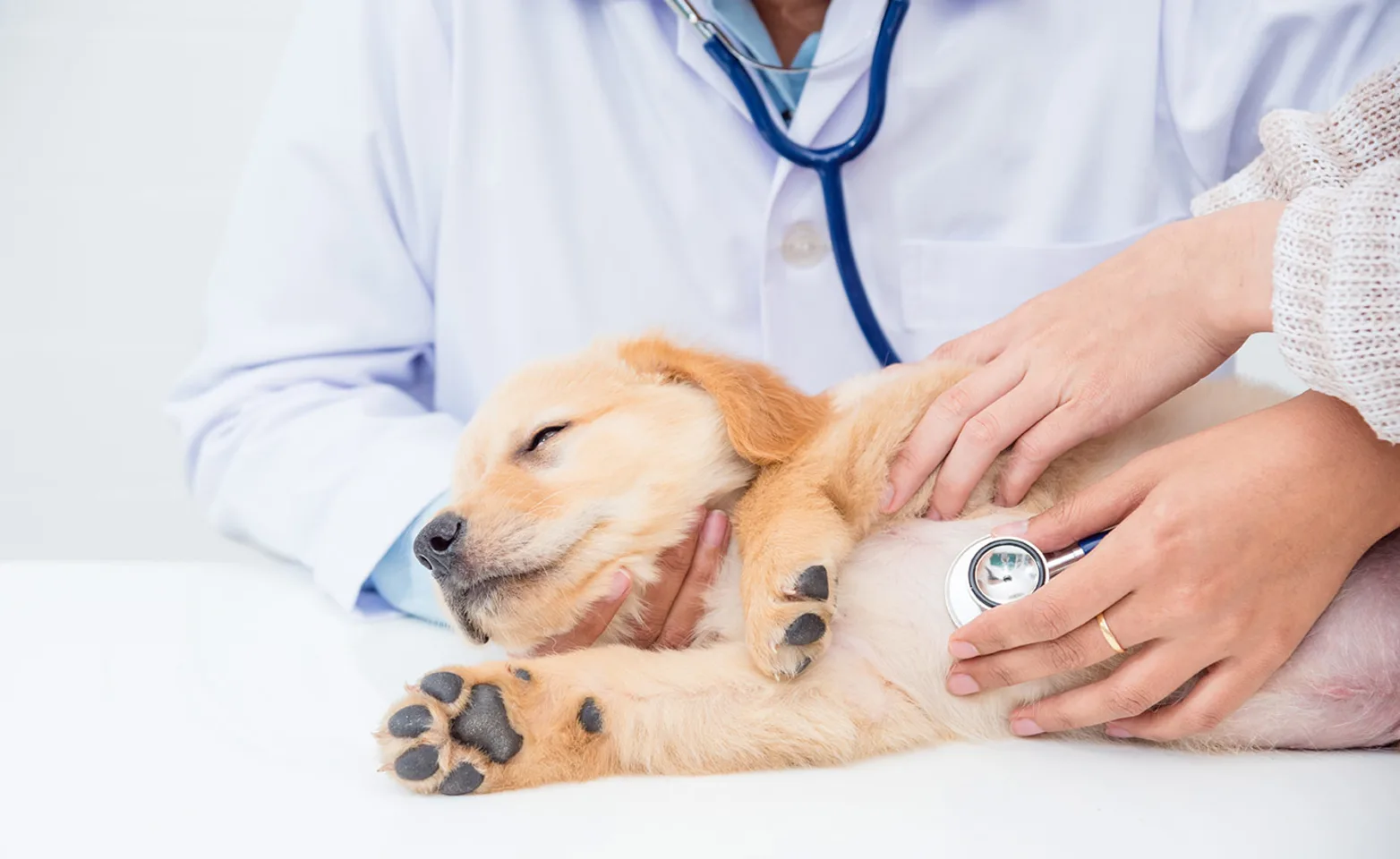 Puppy on examination table being examined with stethoscope Puppy on examination table being examined with stethoscope