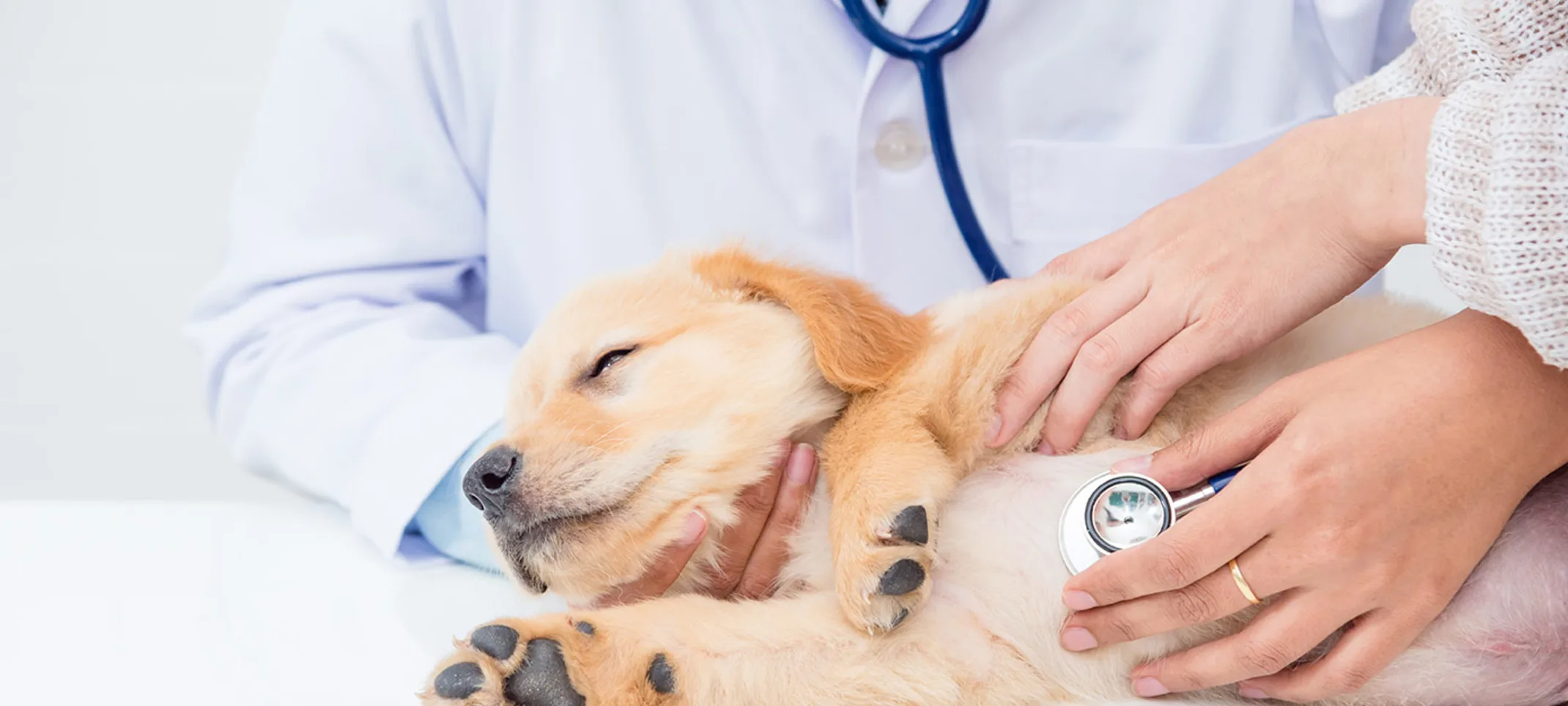 Puppy on examination table being examined with stethoscope