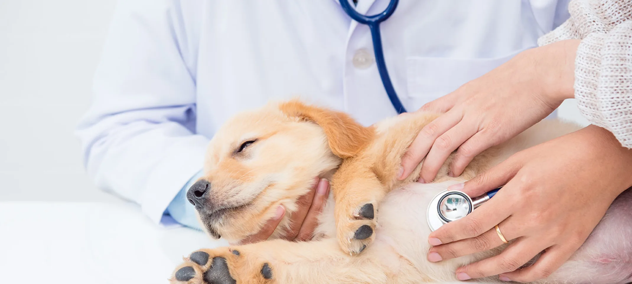 Puppy on examination table being examined with stethoscope Puppy on examination table being examined with stethoscope