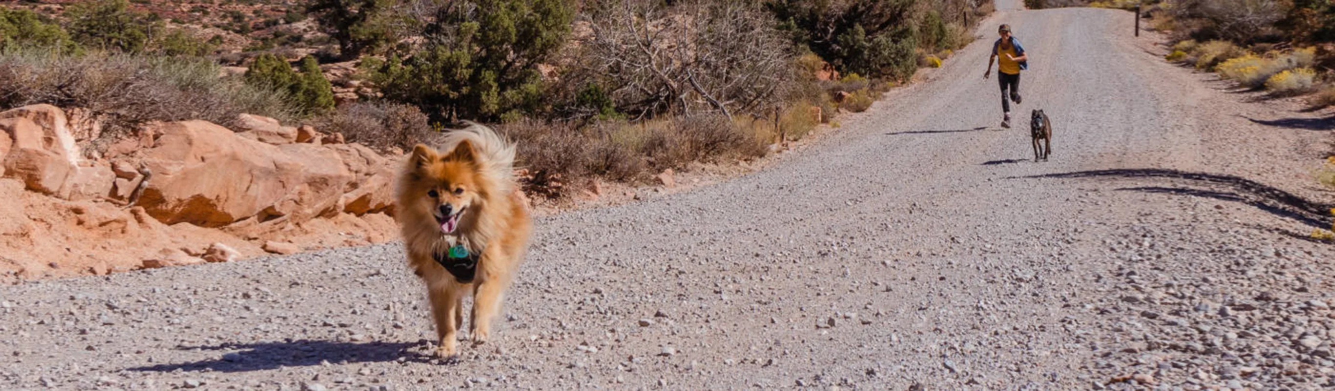 Two Dogs Running with Owner in the Desert