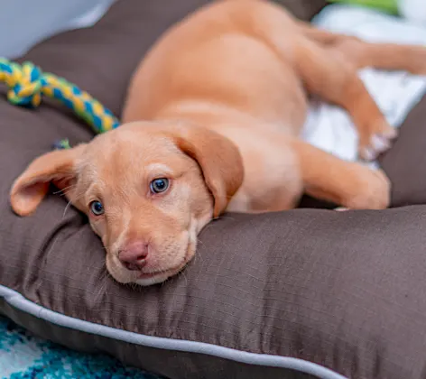  Dog sleeping on bed