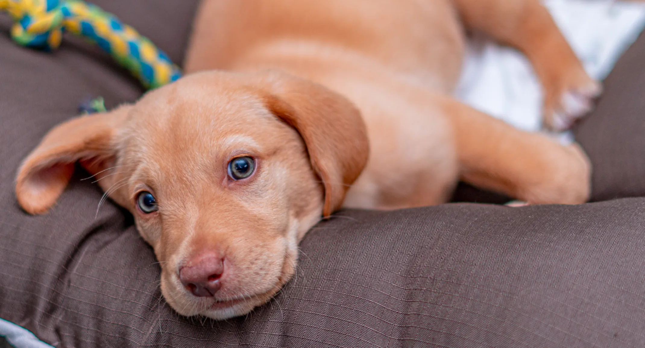  Dog sleeping on bed