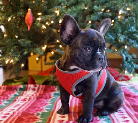 Dog sitting in front of Christmas tree Dog sitting in front of Christmas tree