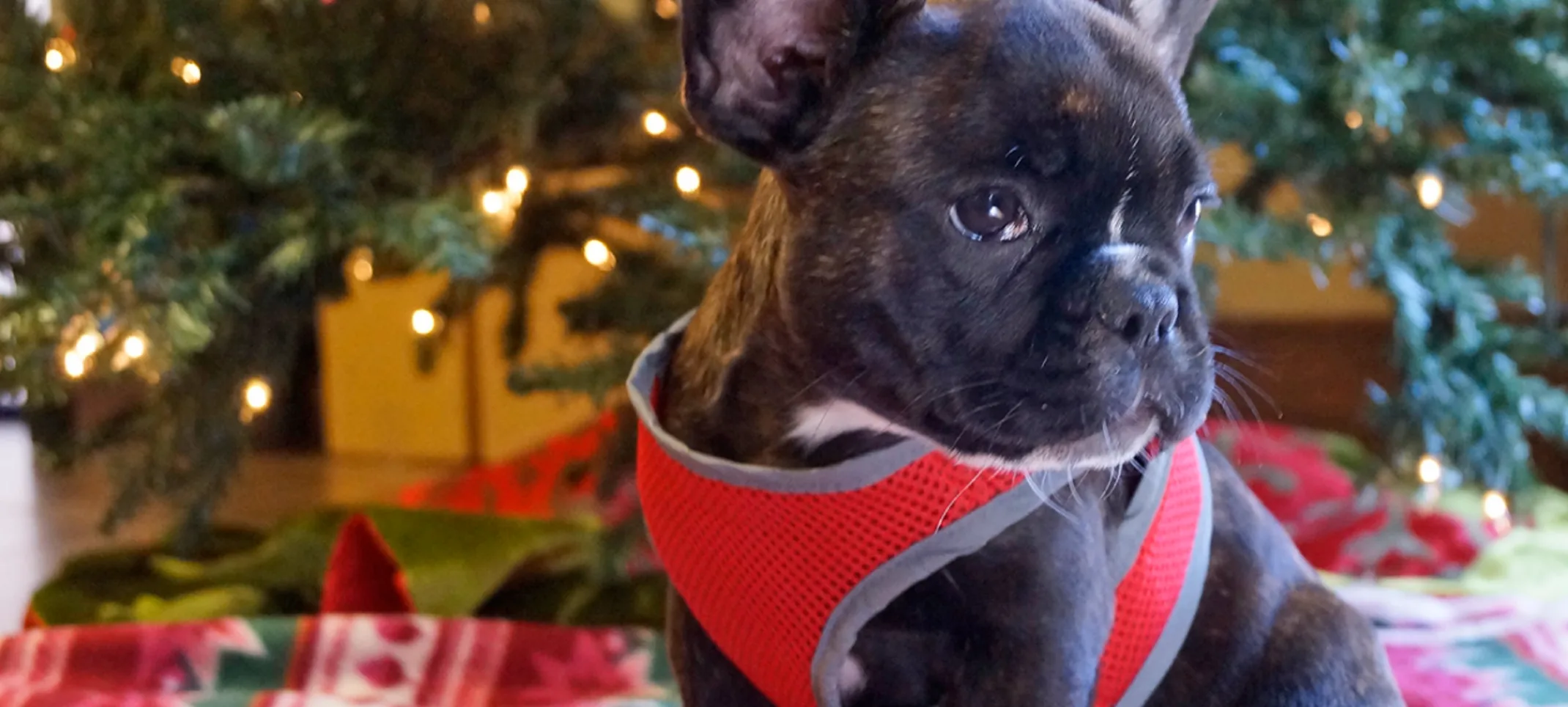 Dog sitting in front of Christmas tree