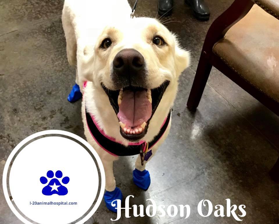 A dog smiling at the camera