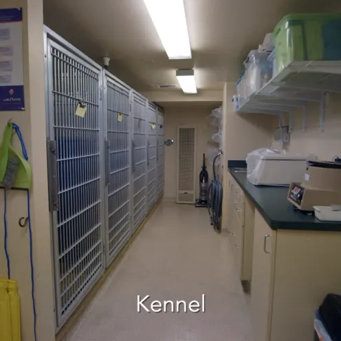 Kennel at Mt. Diablo Veterinary Medical Center