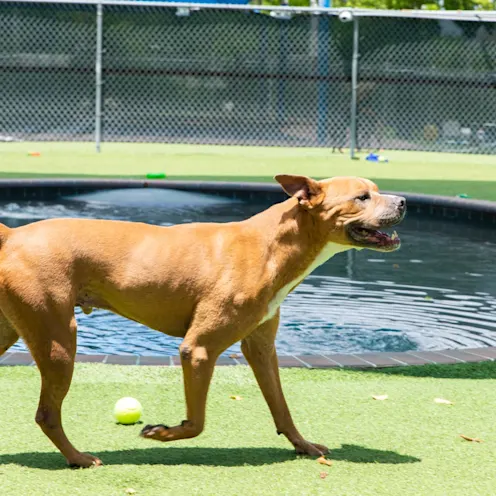 Dog by pool in park Dog by pool in park