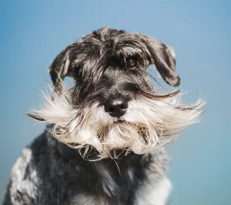A miniature schnauzer looking at the camera