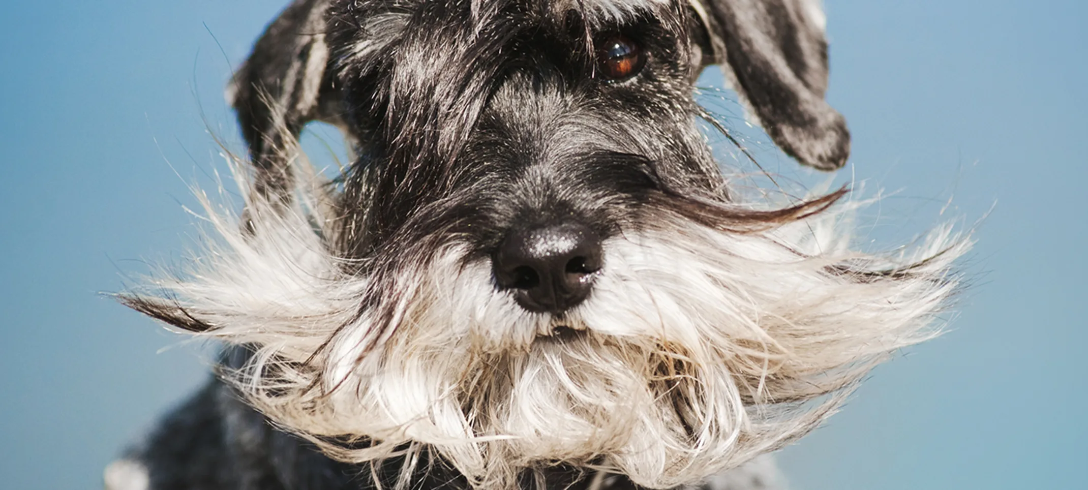 A miniature schnauzer looking at the camera
