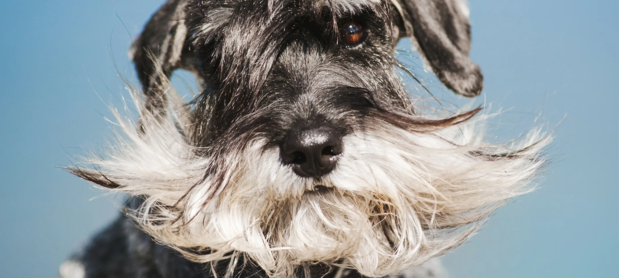 A miniature schnauzer looking at the camera A miniature schnauzer looking at the camera