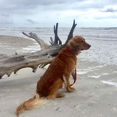 A golden retriever sitting next to a piece of driftwood on a beach