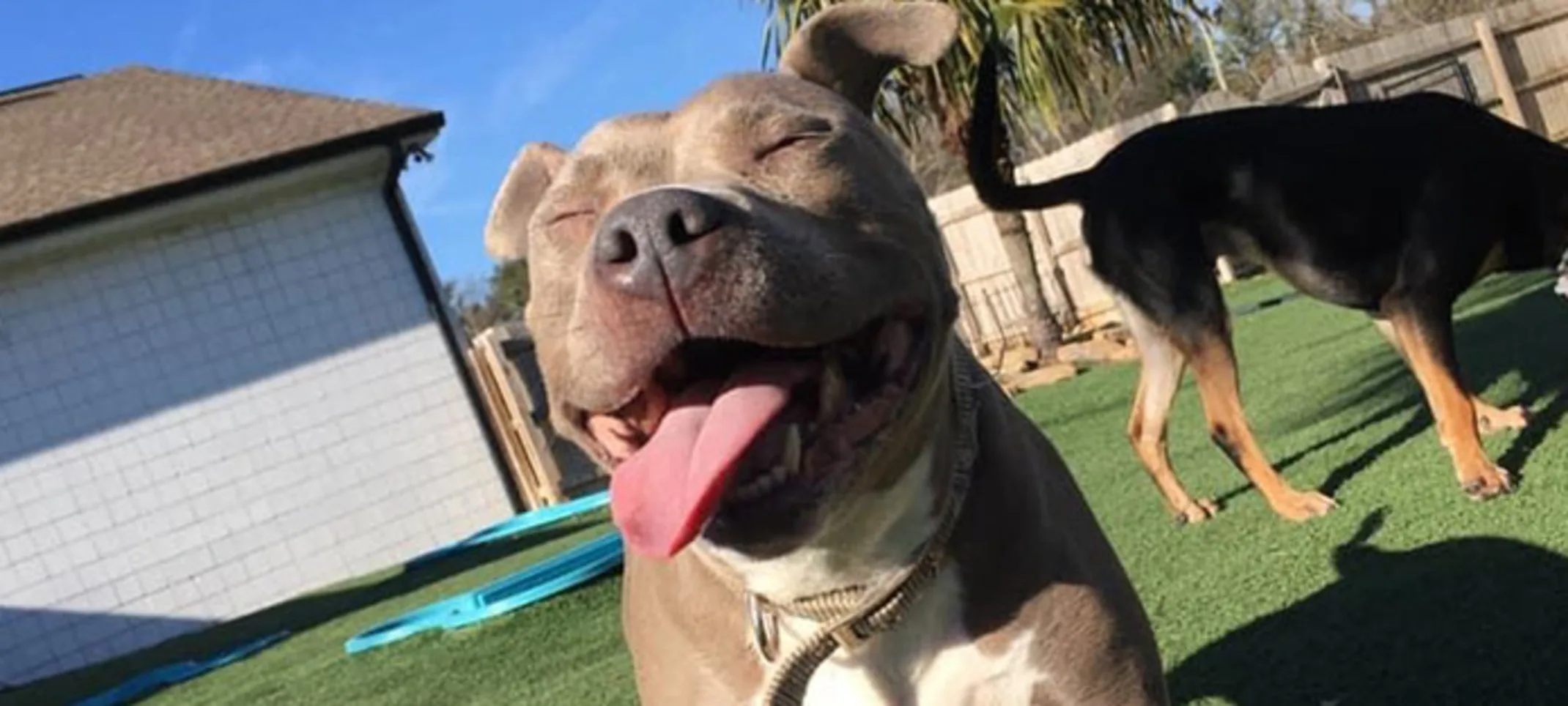 Two dogs outside Two dogs outside