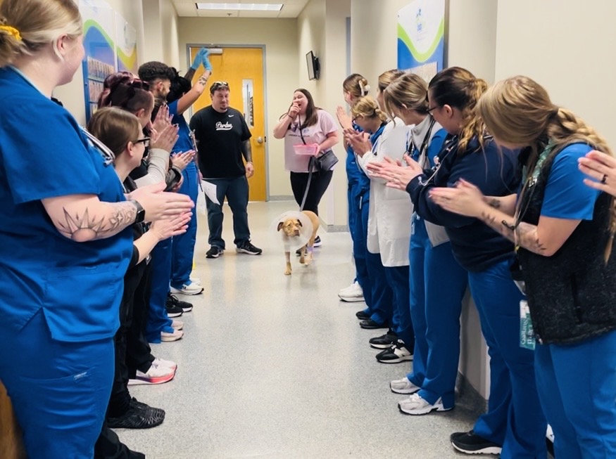 Line of vets clapping for dog