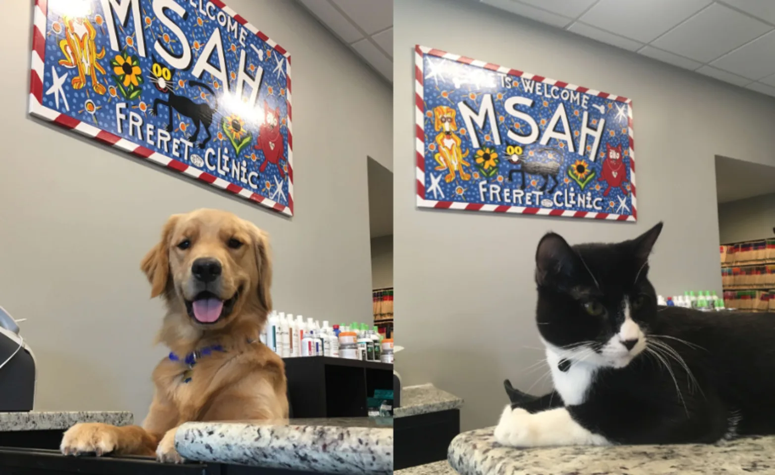 Metairie Small Animal Hospital (MSAH) - Freret Clinic Interior with Dog & Cat Metairie Small Animal Hospital (MSAH) - Freret Clinic Interior with Dog & Cat