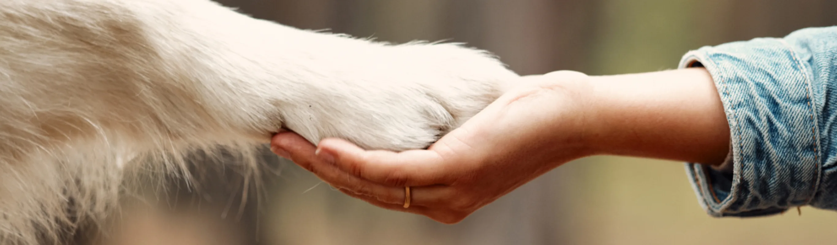 Hand Holding a Dog's Paw Hand Holding a Dog's Paw