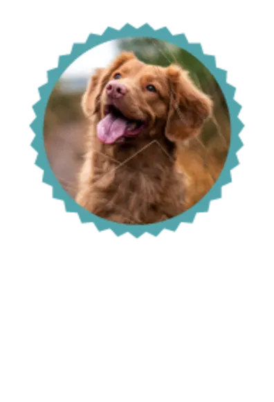 Dog with Tongue Out Dog with Tongue Out