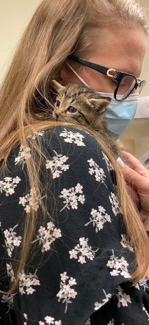 Woman holding tiny kitten