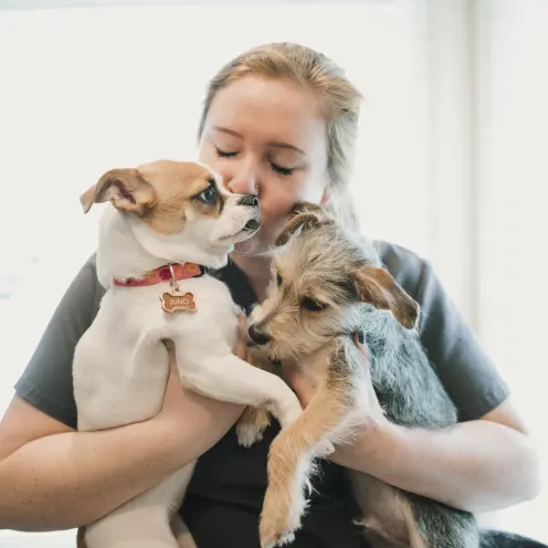 Staff Kissing Dogs