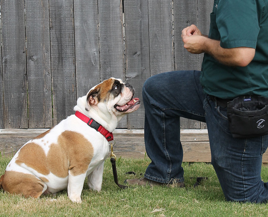Trainer kneeling on ground with obedient bulldog