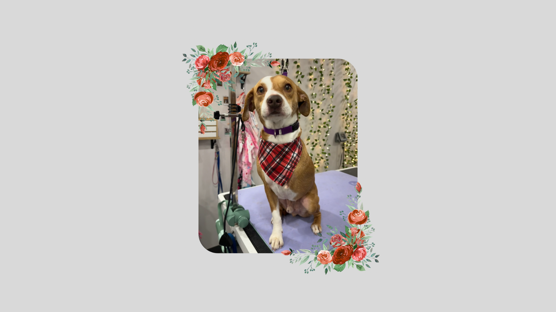 A brown dog with a red bandana on a grooming table