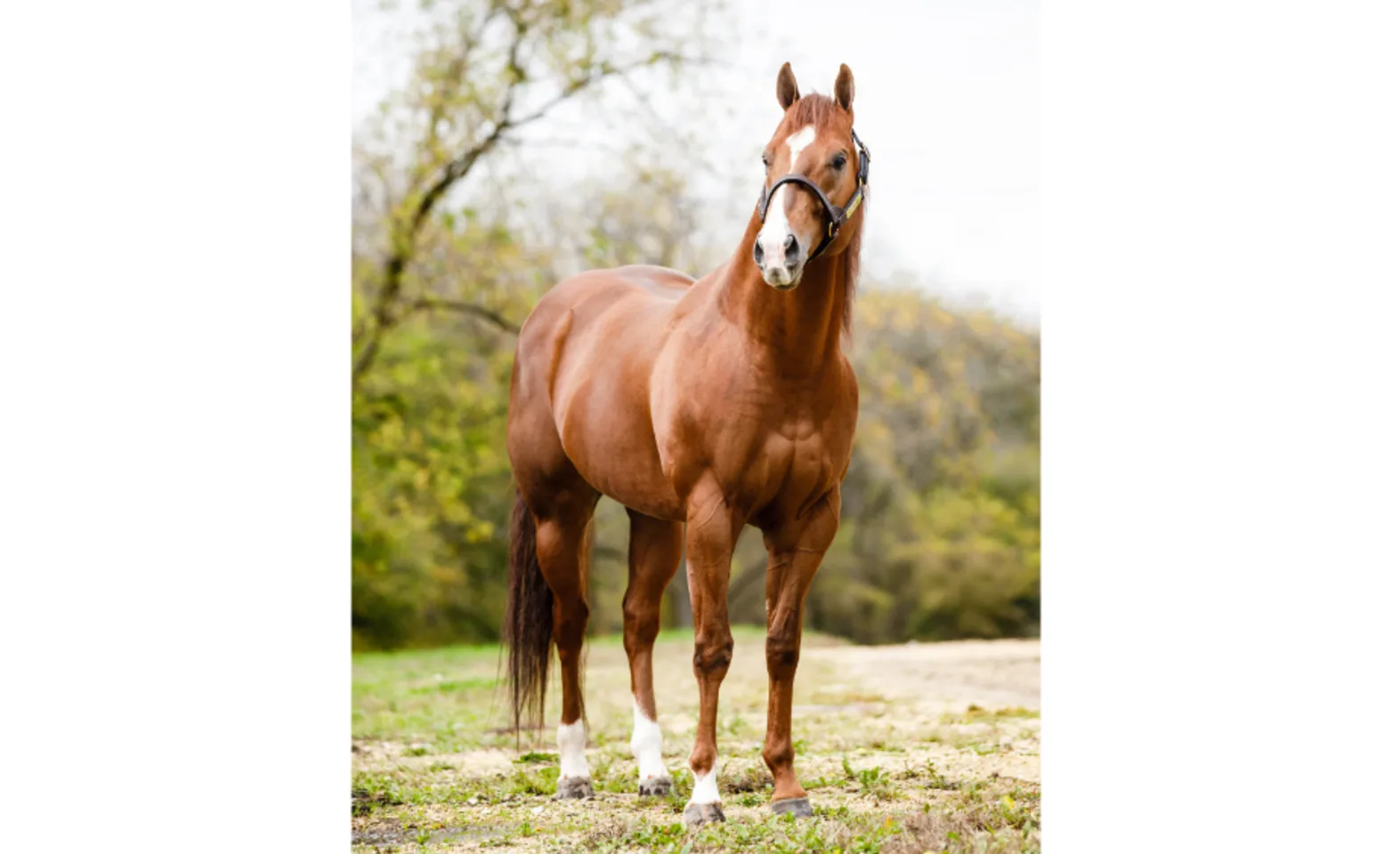 Go To The Gravel, a brown horse standing on grass