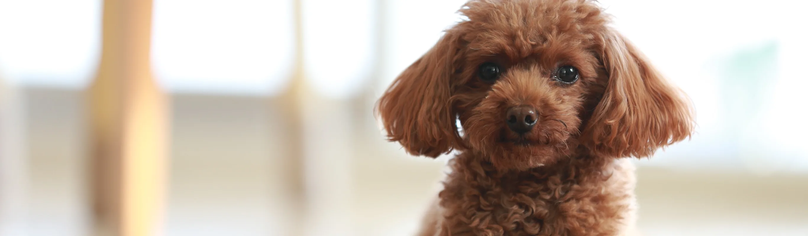 brown fluffy puppy laying on floor brown fluffy puppy laying on floor