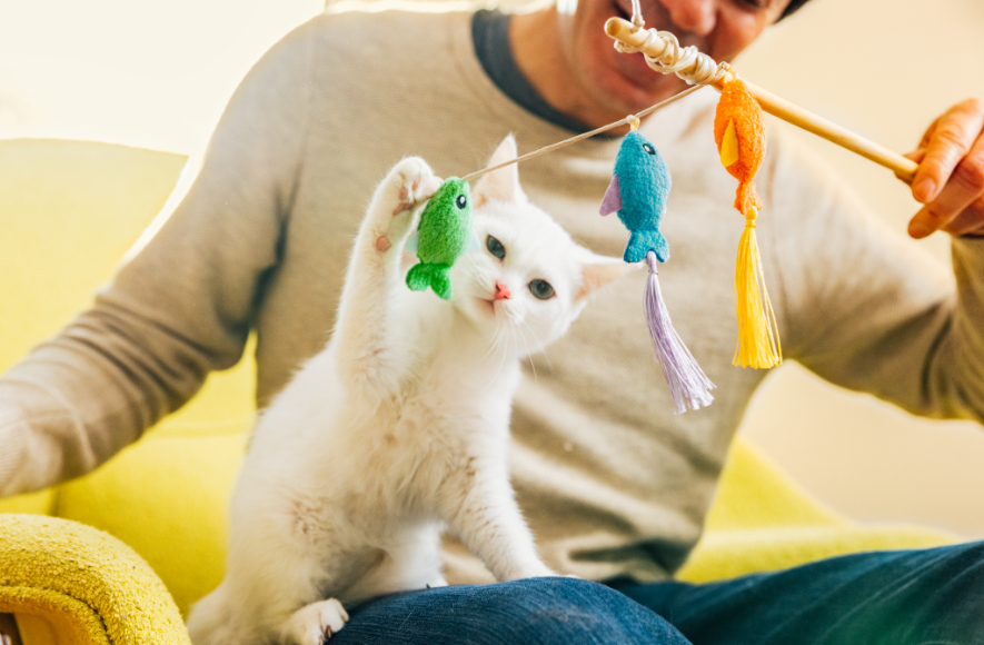 White cat playing with toys