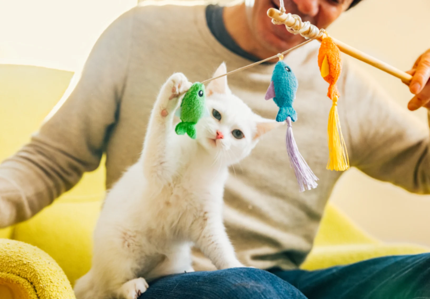 White cat playing with toys White cat playing with toys
