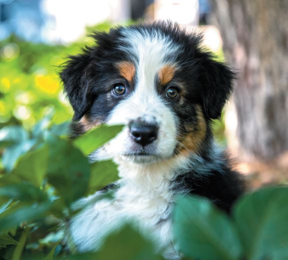 Puppy hiding in leaves