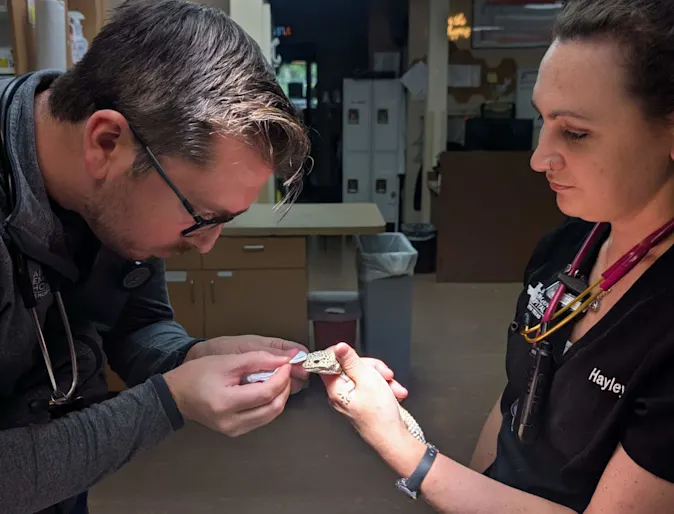 Dr. Hassell inspecting a lizard. Dr. Hassell inspecting a lizard.