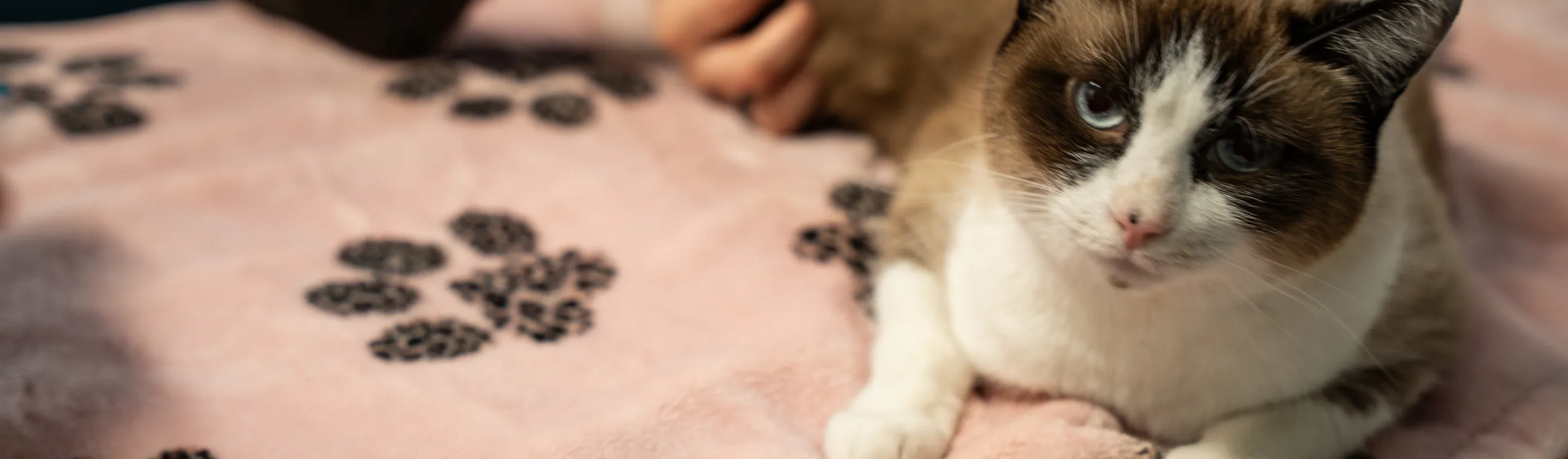 Cat, Mochi, lying on a blanket Cat, Mochi, lying on a blanket