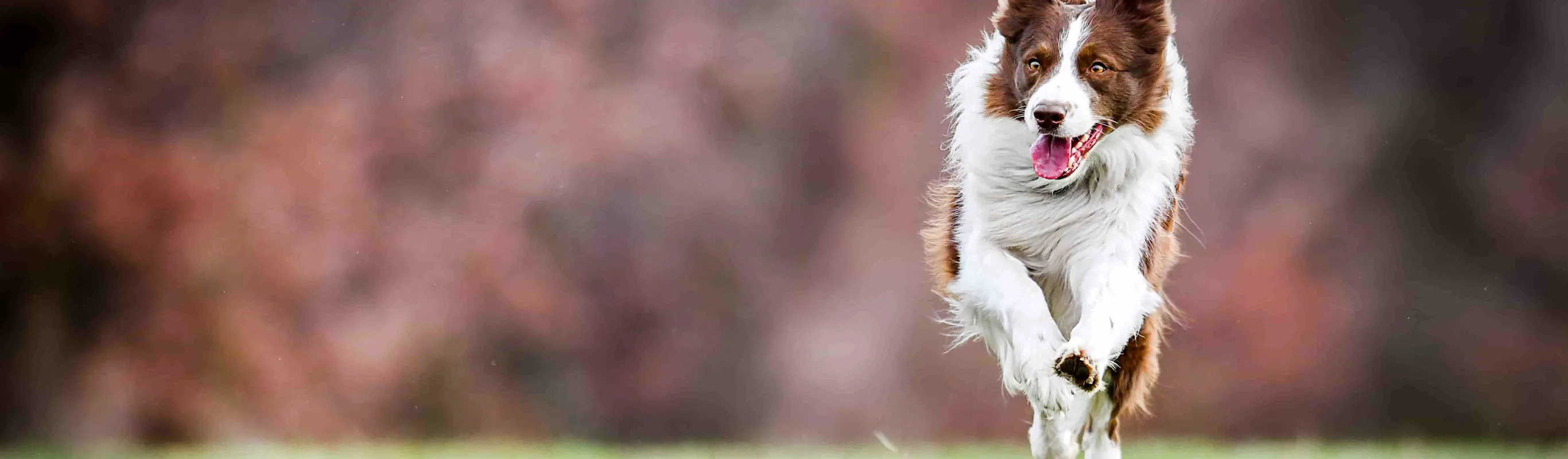 Dog running outside on grass