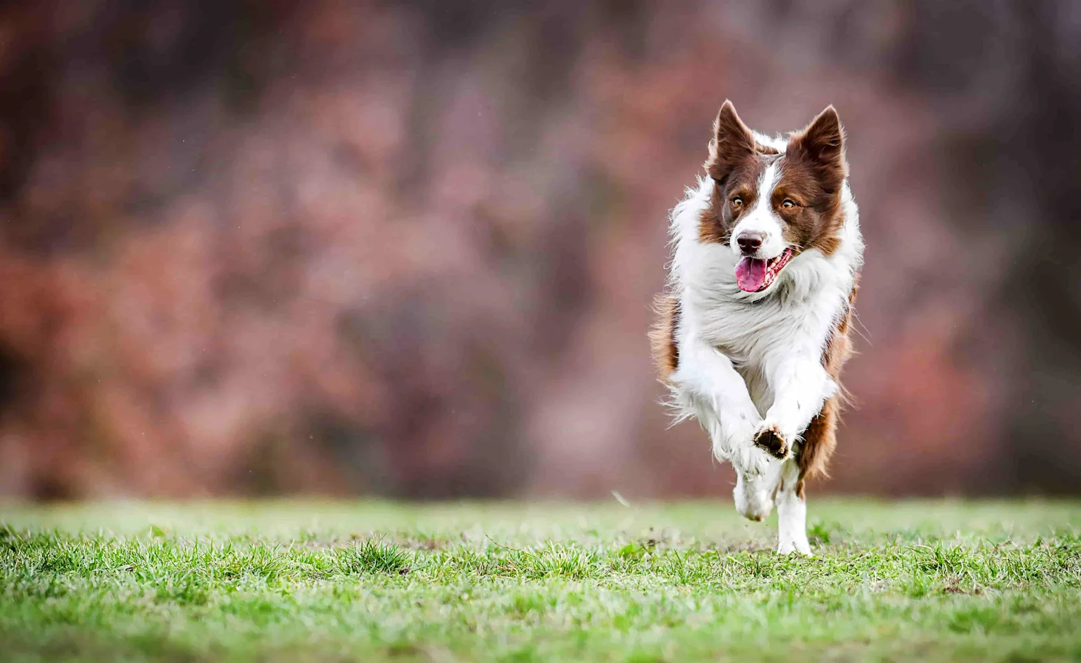 Dog running outside on grass Dog running outside on grass