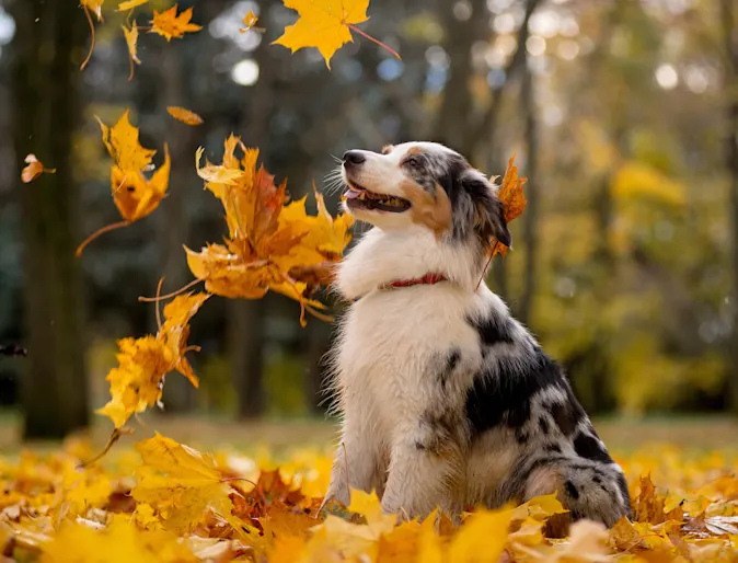 dog standing in pile of leaves with leaves falling around him dog standing in pile of leaves with leaves falling around him