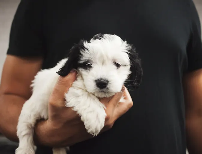 Man holding dog Man holding dog