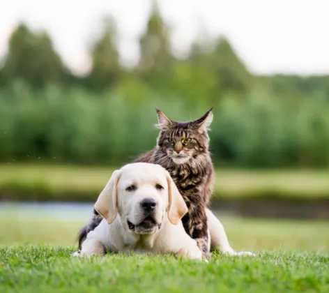 Dog and cat laying on grass together