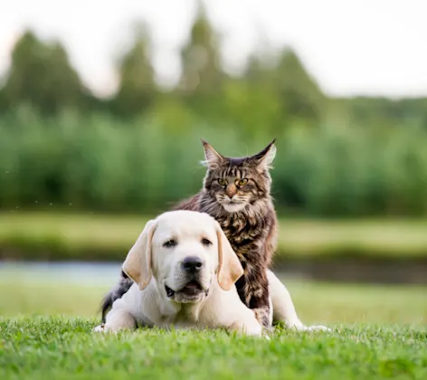 Dog and cat laying on grass together Dog and cat laying on grass together