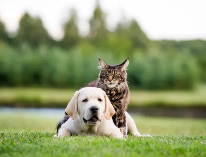 Dog and cat laying on grass together
