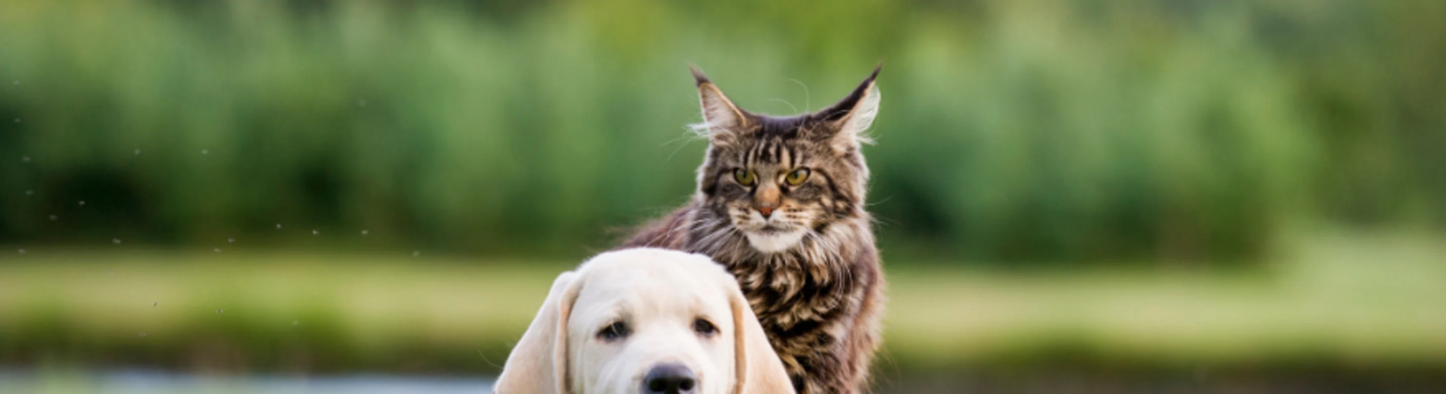 Dog and cat laying on grass together Dog and cat laying on grass together