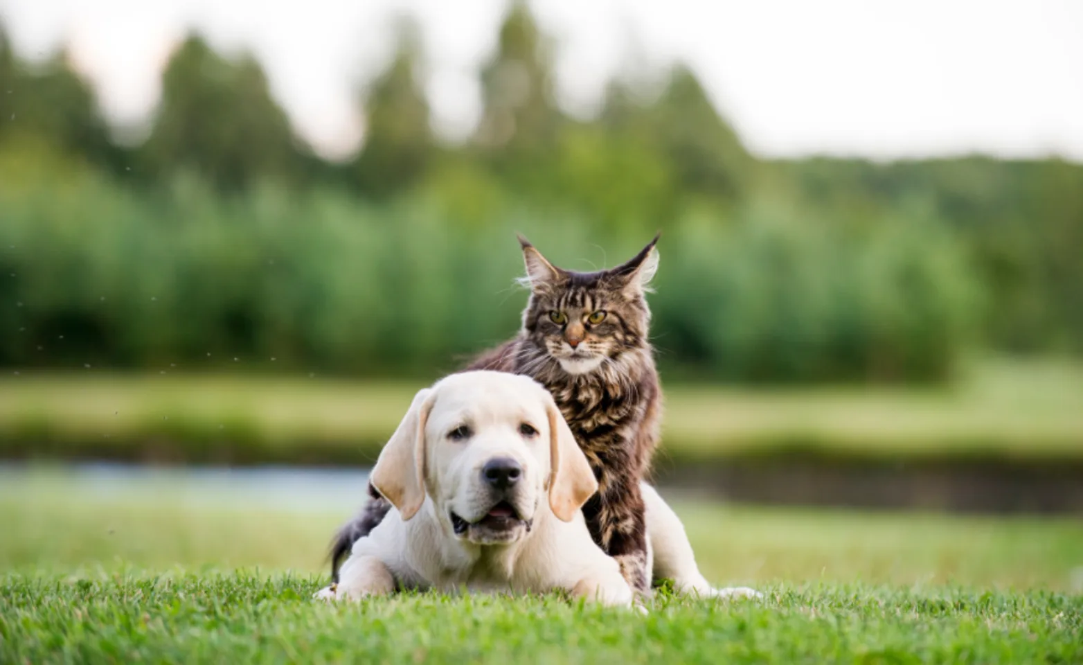 Dog and cat laying on grass together Dog and cat laying on grass together