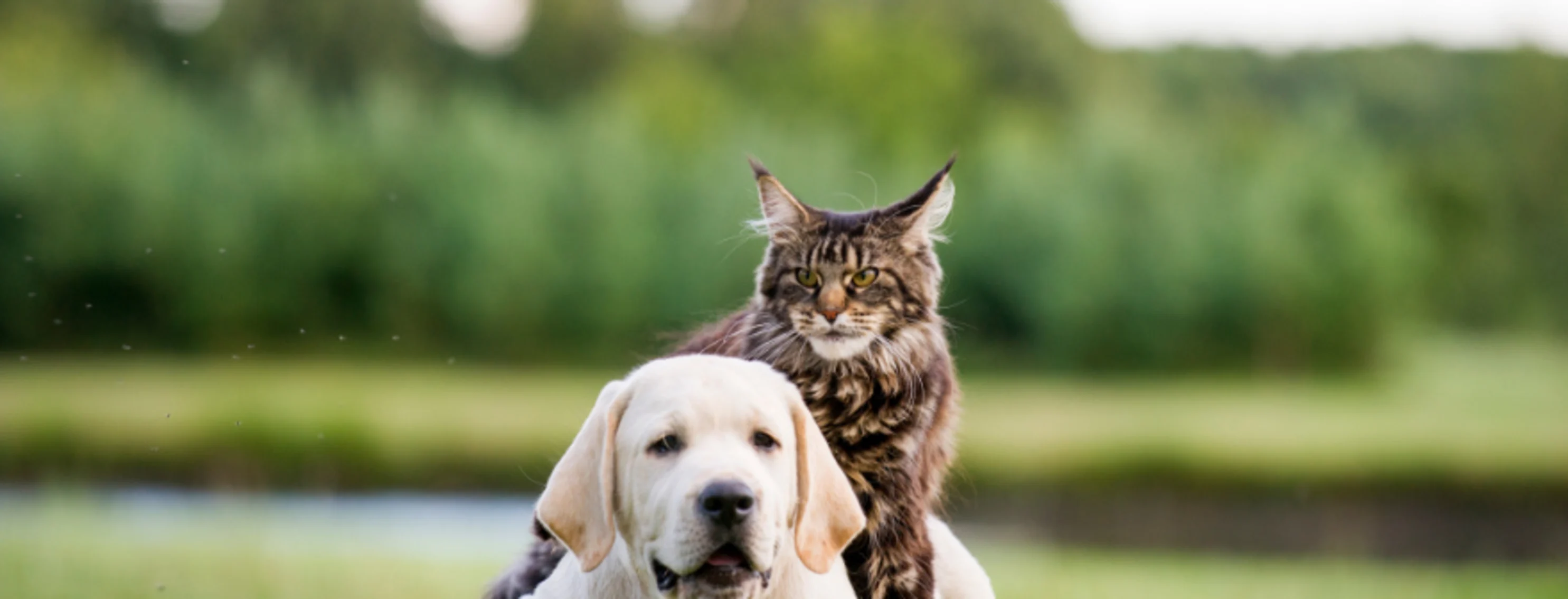 Dog and cat laying on grass together