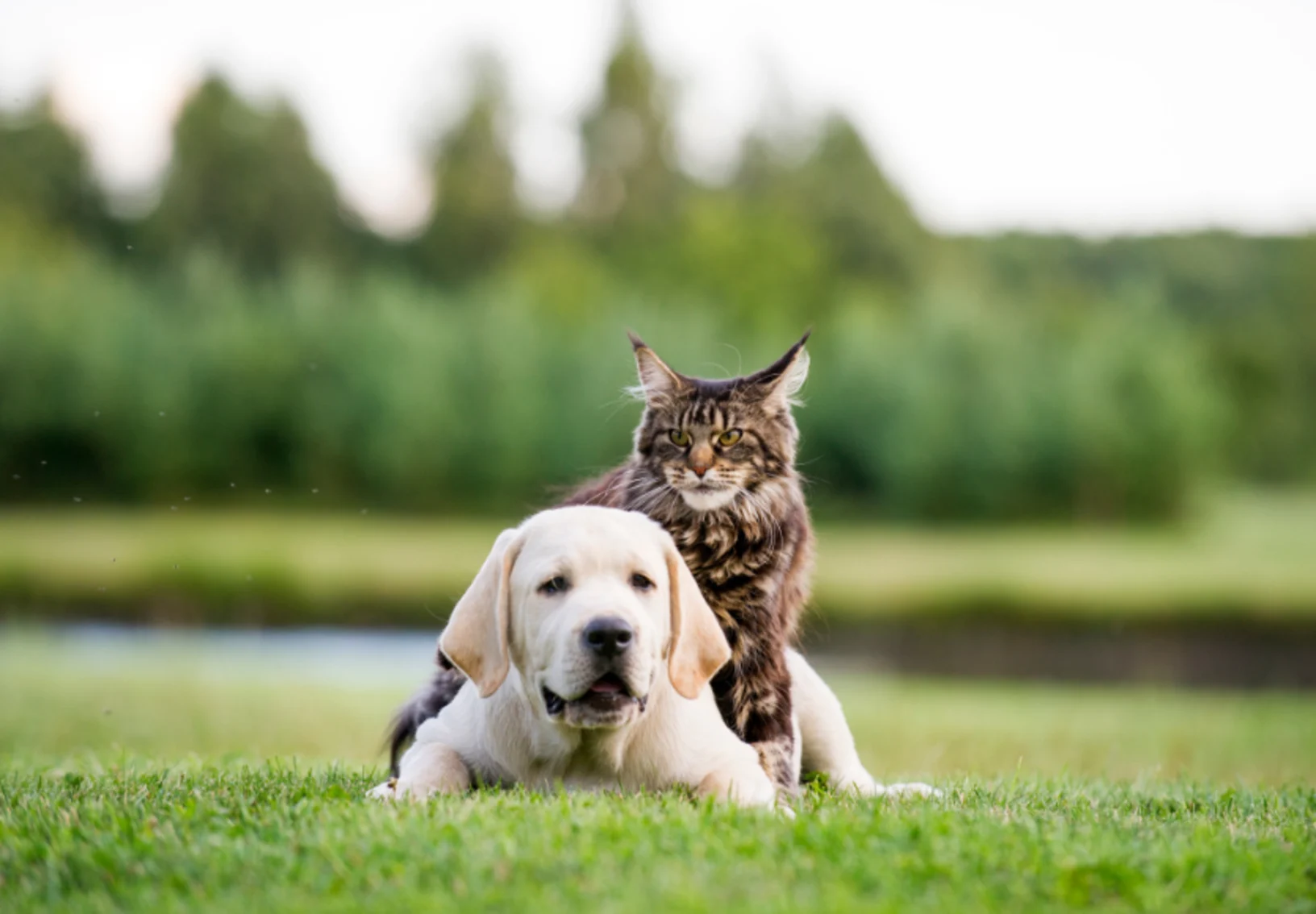 Dog and cat laying on grass together