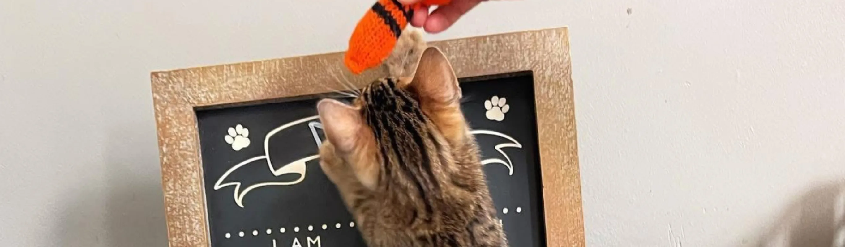 Cat playing with a toy Cat playing with a toy