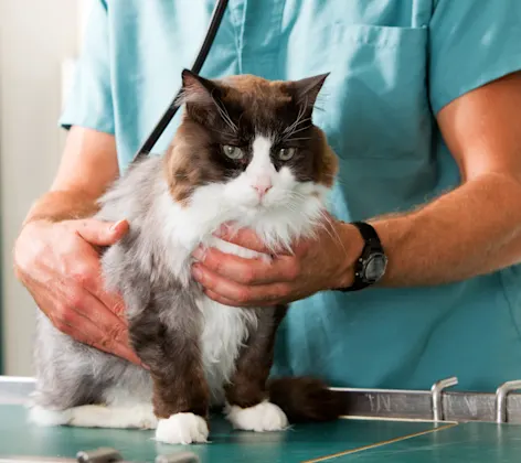 Cat being handled by veterinary staff Cat being handled by veterinary staff