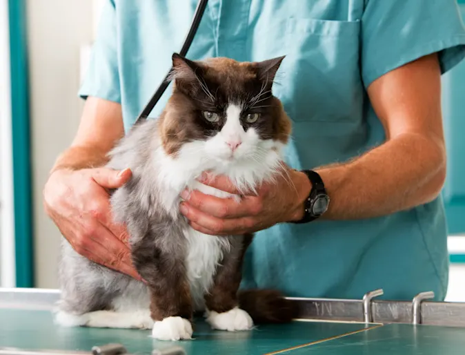 Cat being handled by veterinary staff Cat being handled by veterinary staff