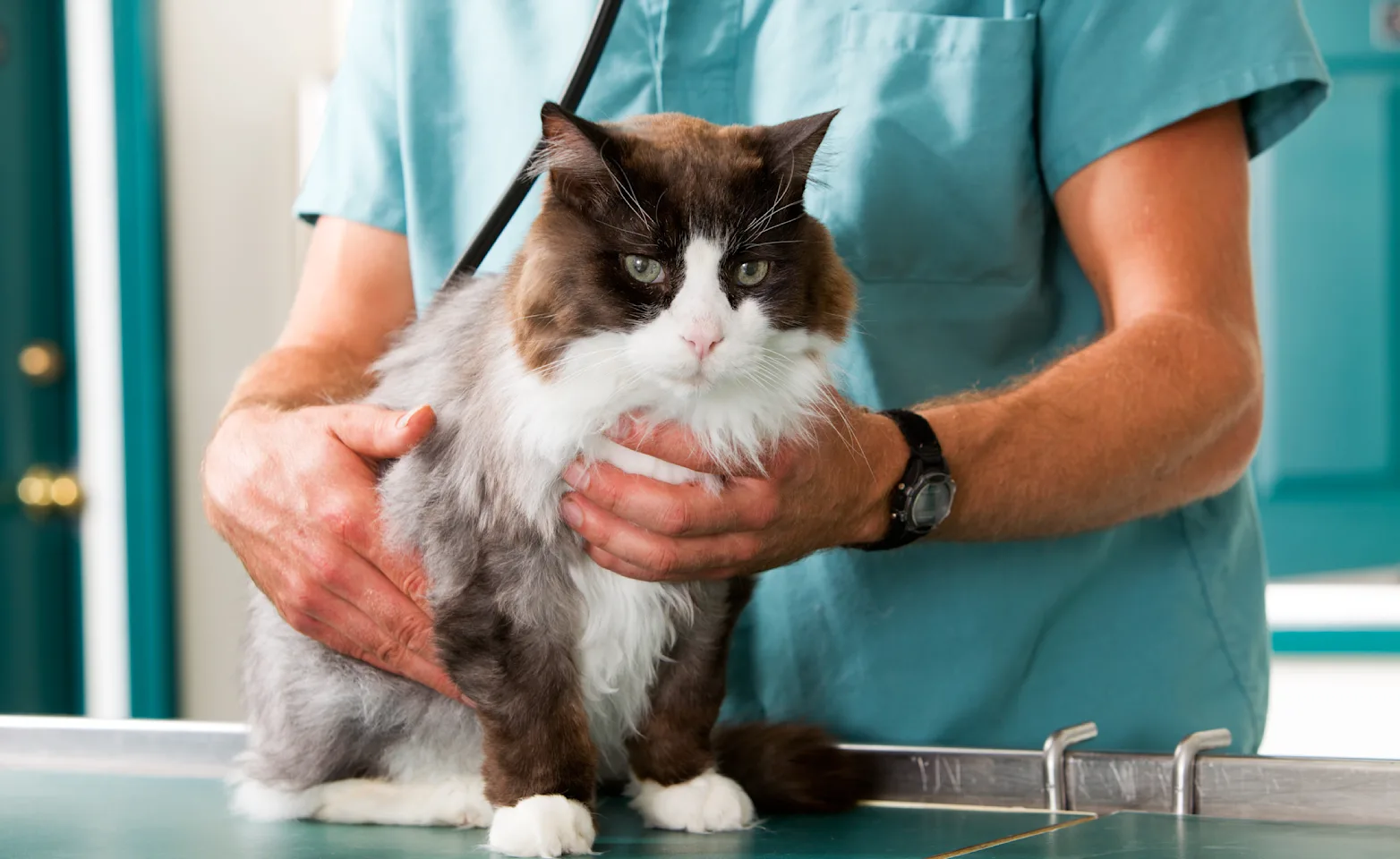 Cat being handled by veterinary staff Cat being handled by veterinary staff