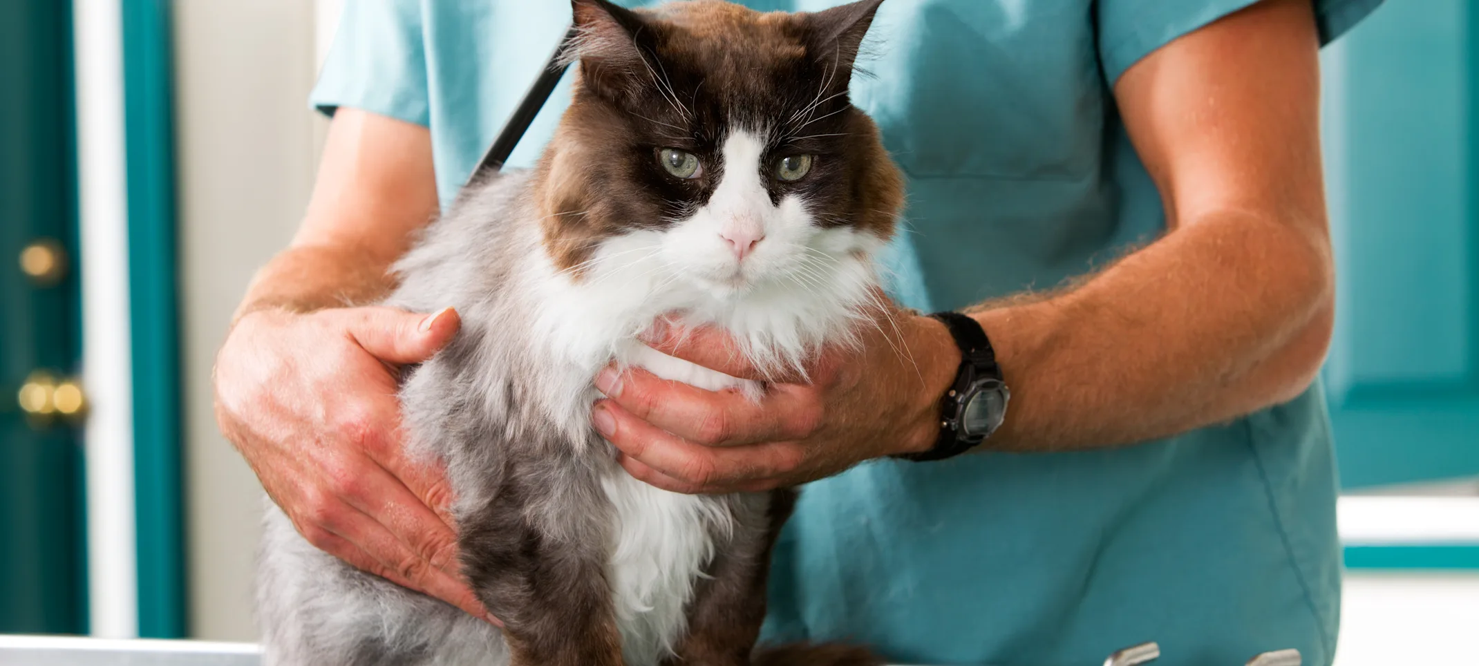 Cat being handled by veterinary staff Cat being handled by veterinary staff